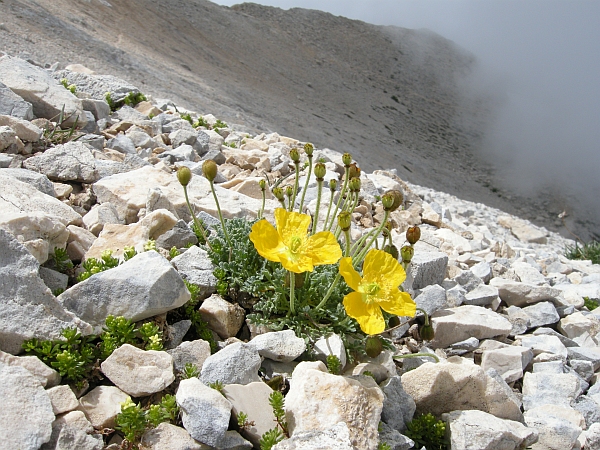 Papaver alpinum / Papavero alpino